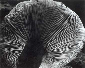 Edward Weston - Mushroom Edward Weston - Mushroom
