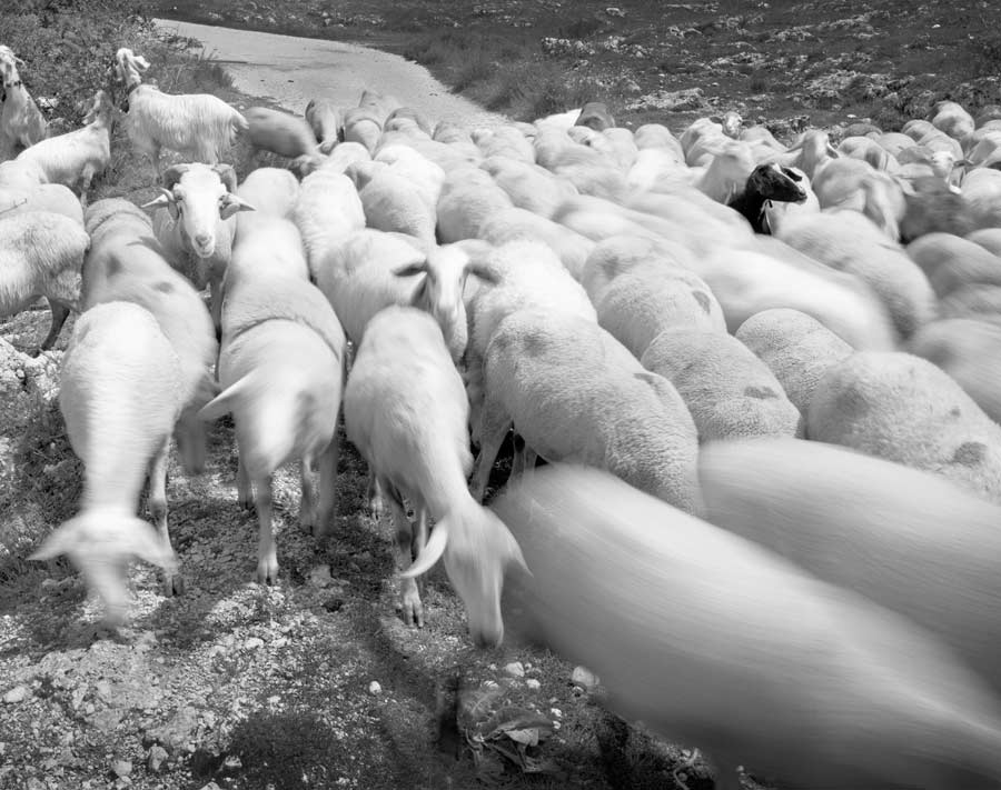 Abruzzo Sheep - Photograph by Jeff Curto