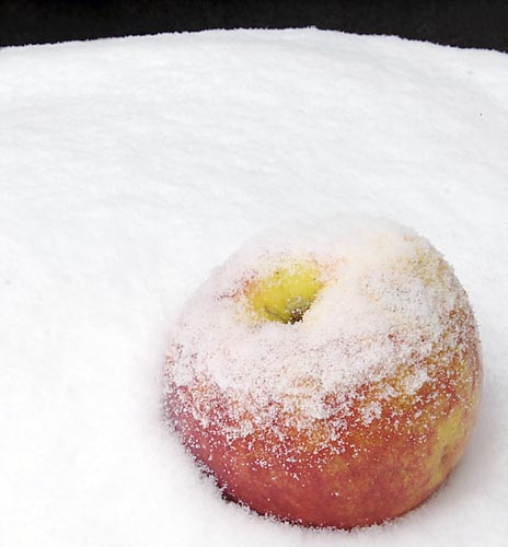 Apple in the Snow, 2008