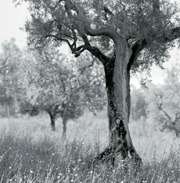 italy_vista_024.jpg
